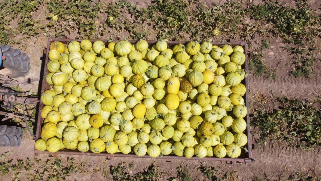 Toprağın yapısı meyvenin lifsiz ve lezzetli olmasını sağlıyor: Günde 200-300 ton hasat ediliyor 8